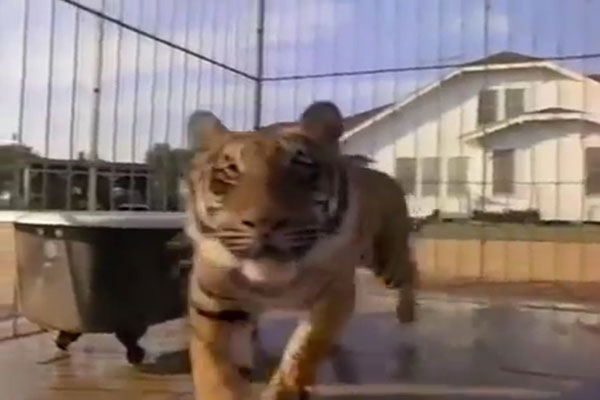 Guilty Viewing Pleasures:  Tiger's Tale